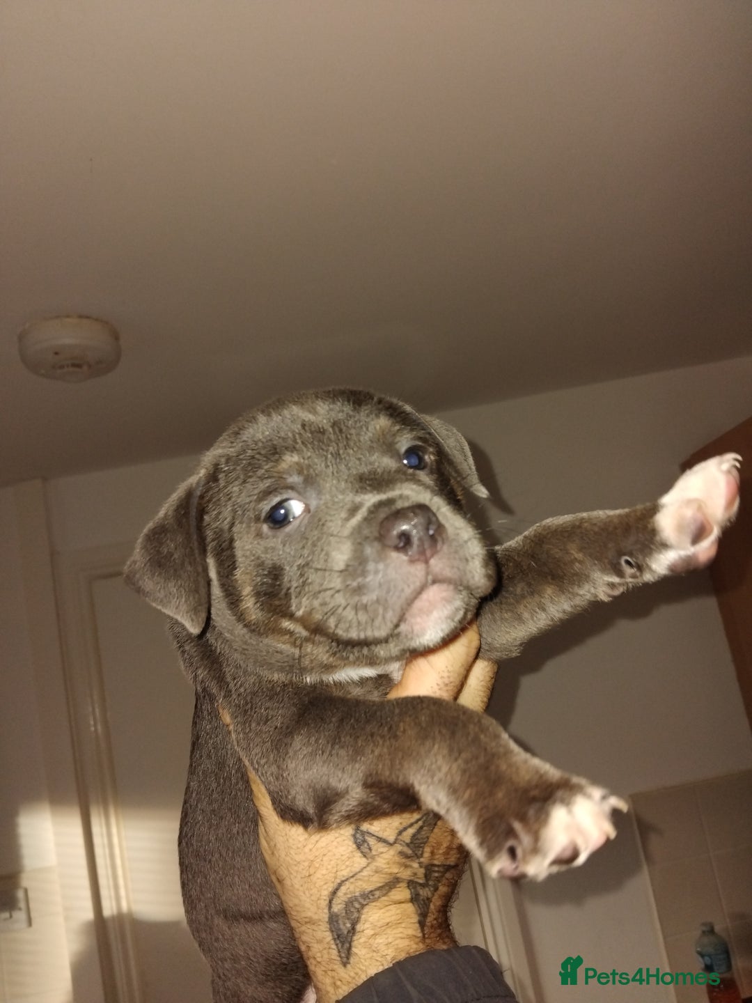 Staffordshire Bull Terrier dogs for sale: Staffordshire bull terriers - Advert 5