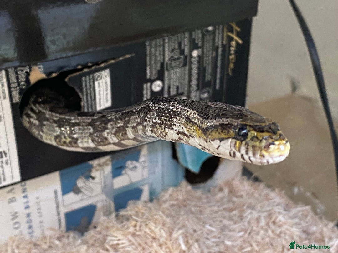 Dragon reptiles for sale: Charcoal female corn snake needs new home - Advert 1