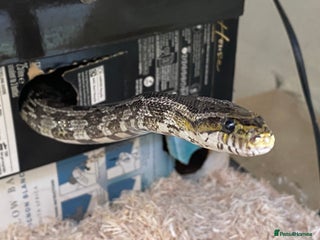 Dragon reptiles Charcoal female corn snake needs new home - Advert 3