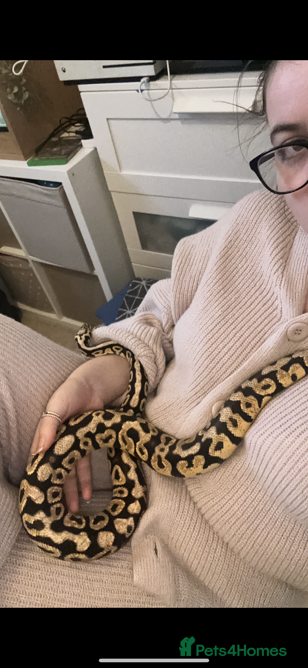 Boa Snake reptiles for sale: Male ball phyton - Advert 3