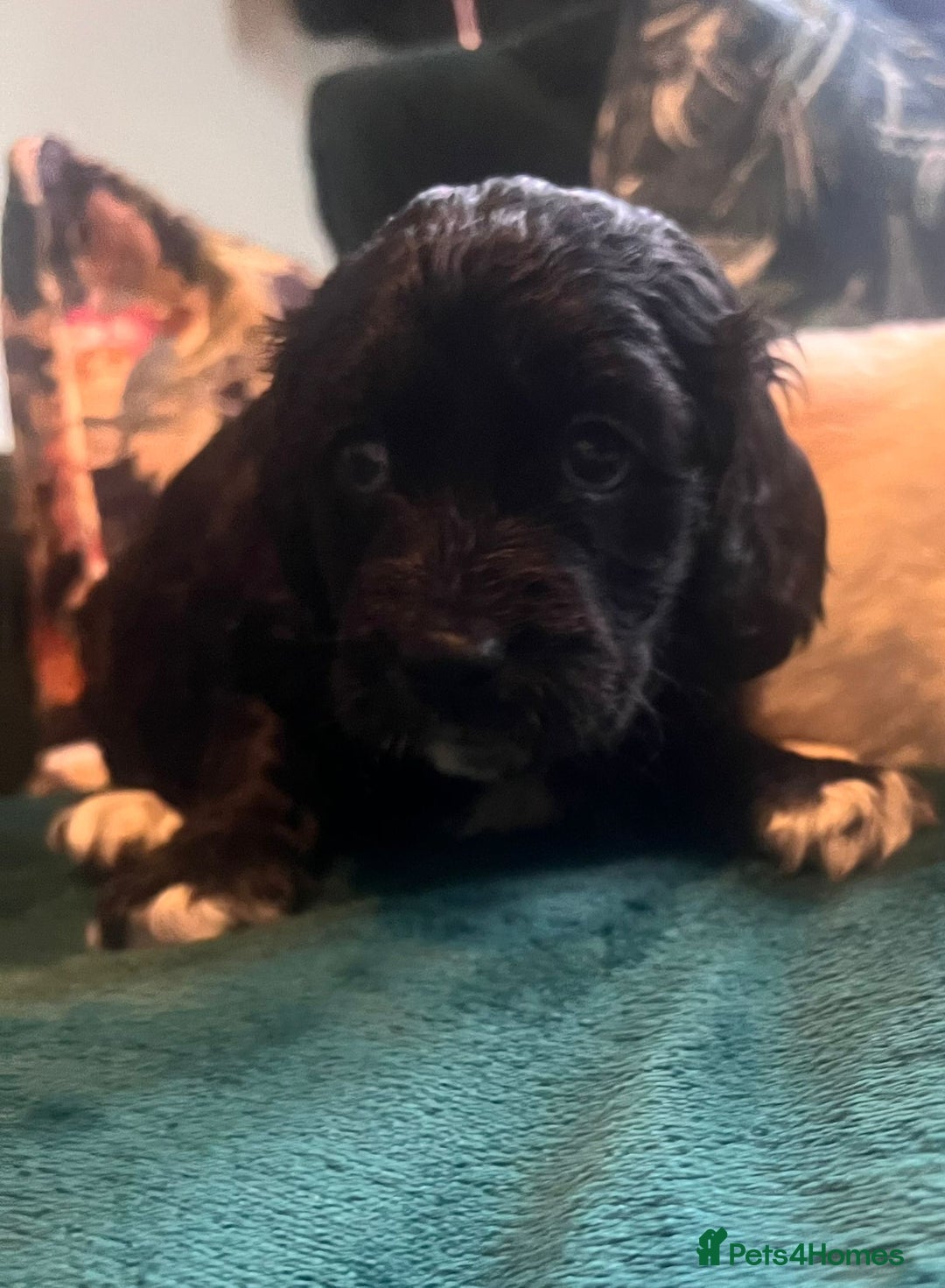 Clumber Spaniel dogs for sale: Clumber x puppies ready to leave 23/12/25 - Advert 13