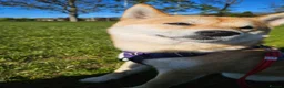 Japanese Shiba Inu dogs for sale: Japenese Shiba Inu in Broadstairs - Advert 1