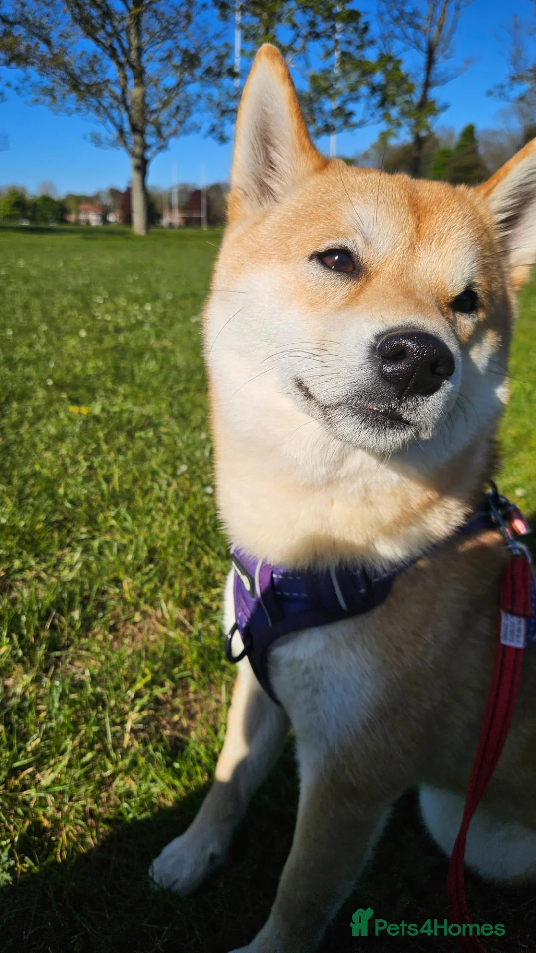 Japanese Shiba Inu dogs for sale: Japenese Shiba Inu in Broadstairs - Advert 1