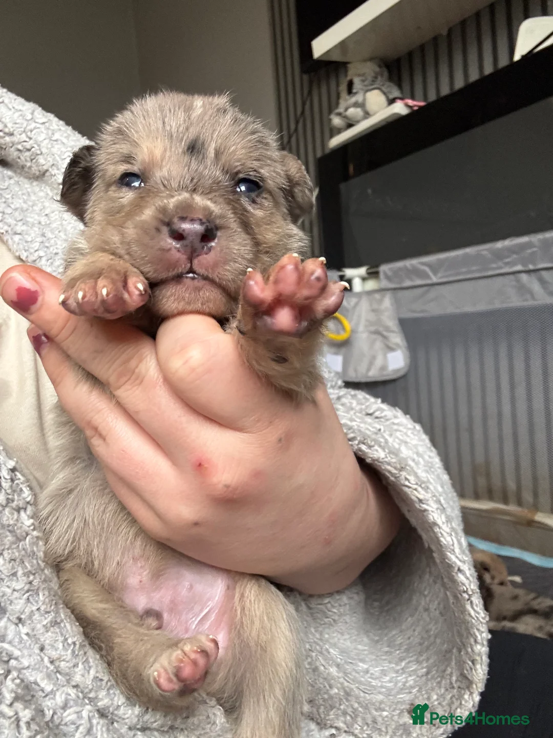 Mixed Breed dogs for sale: Beautiful staff x gsd puppies - Advert 15