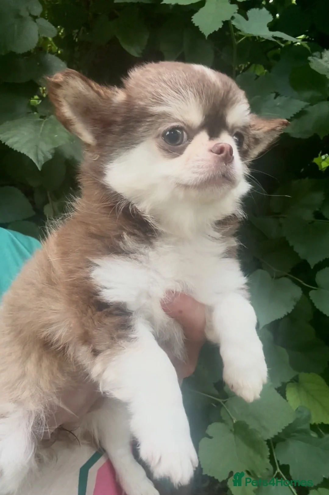 Chihuahua dogs for sale: STUNNING KC GIRL FROM HEALTH TESTED PARENTS  - Advert 1