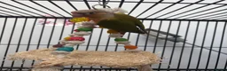 Mixed Breed birds for sale: Various Stunning Birds Available  - Advert 12