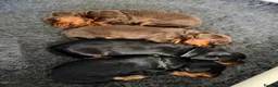 Cocker Spaniel dogs for sale: Stunning kc cocker spaniels - puppy culture raised - Advert 9