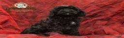 Cavapoo dogs for sale: DONNAJAYS 💫 exceptional F1 Toy Cavapoo babies  - Advert 8