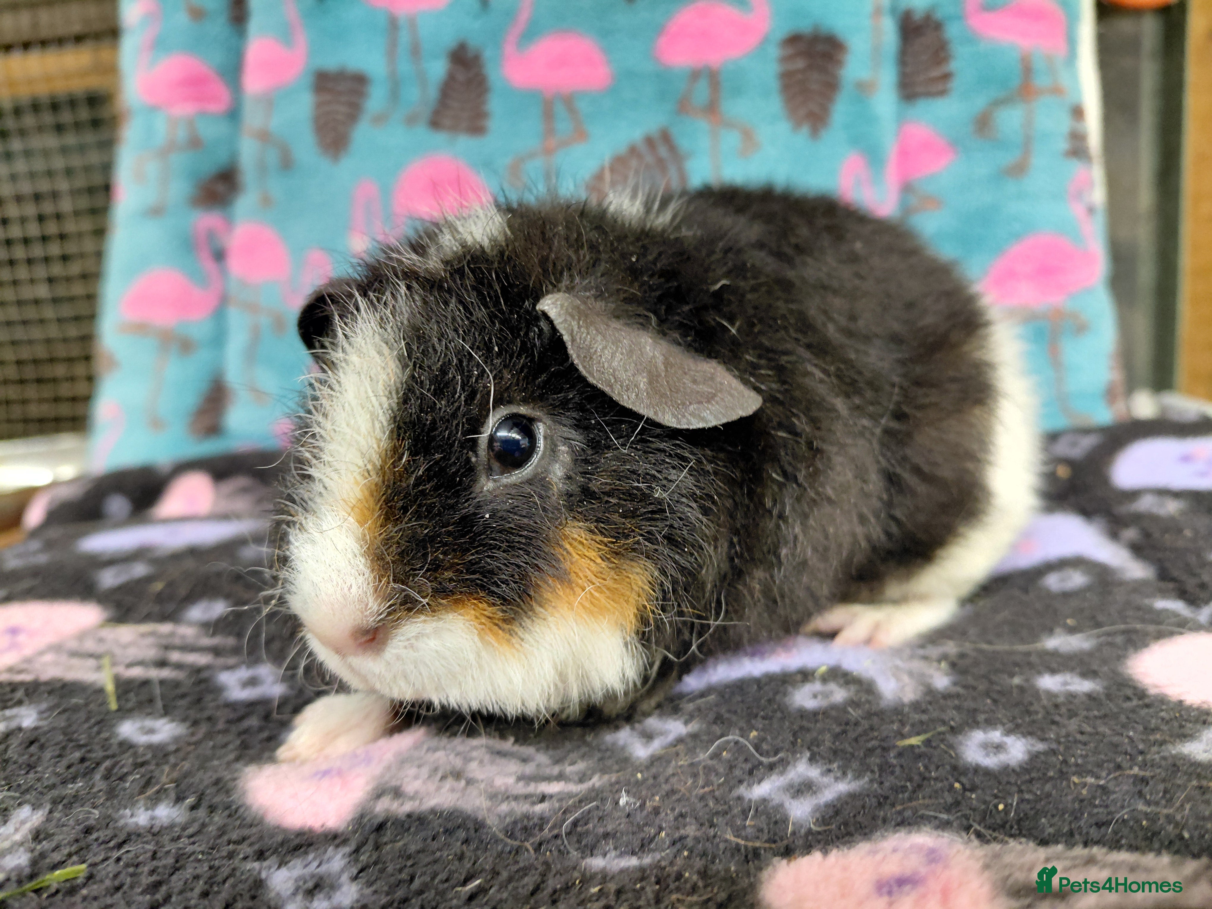 Guinea Pig rodents Young Adult Retired Sows DE Self Golden & Teddy  - Advert 17