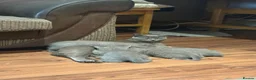 British Shorthair cats for sale: British Shorthair kittens  - Advert 18