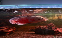 Cichlids fish for sale: 3 Oscars, 1 Cuban Cichlid - Image 2