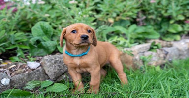 Labrador Retriever dogs - Advert 2