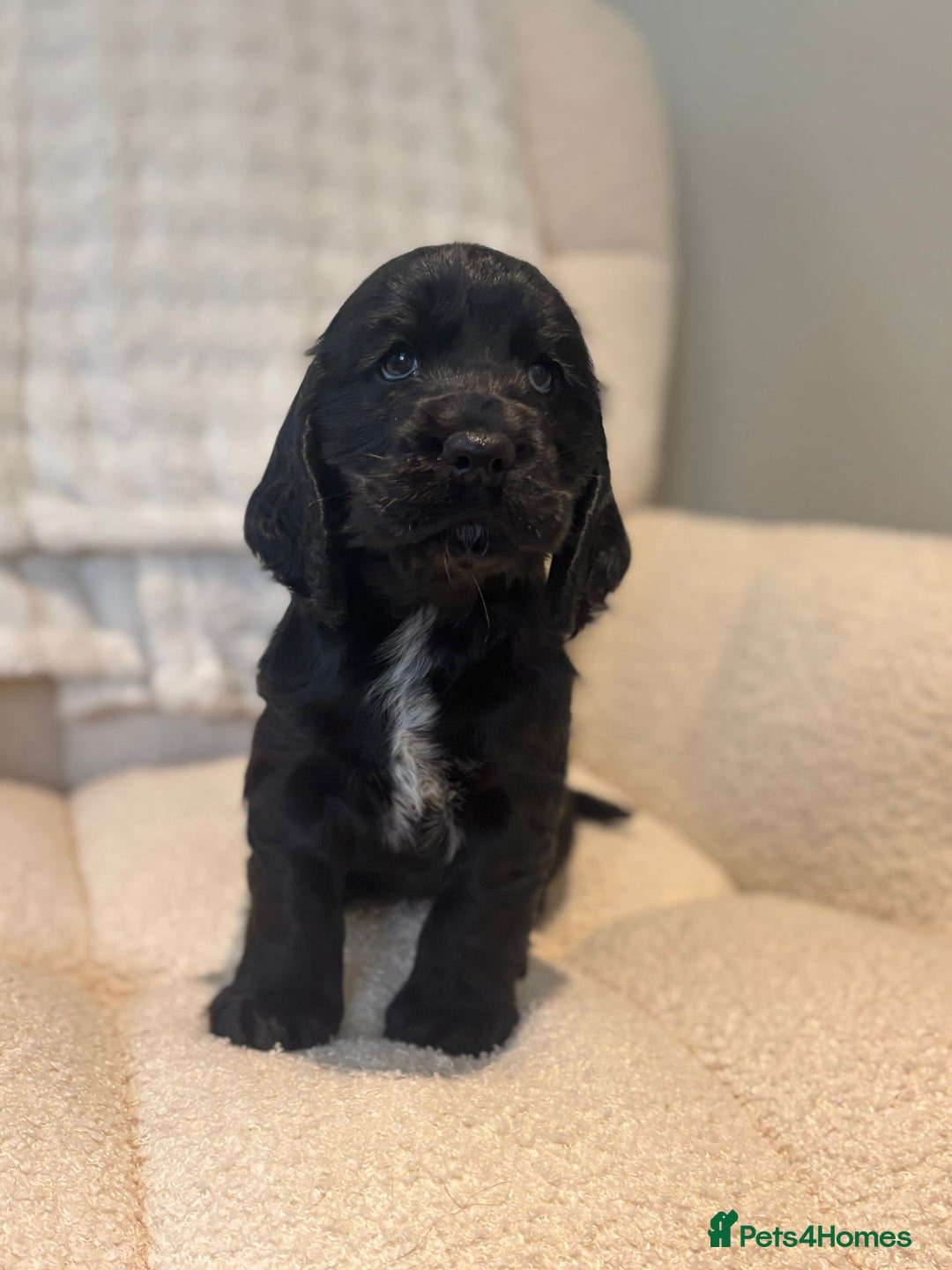 Cocker Spaniel dogs for sale: Last puppy left  - Image 3