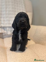 Cocker Spaniel dogs - Advert 5
