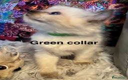Ragdoll cats for sale: 4 Prebred Ragdolls kittens for sale - Image 5