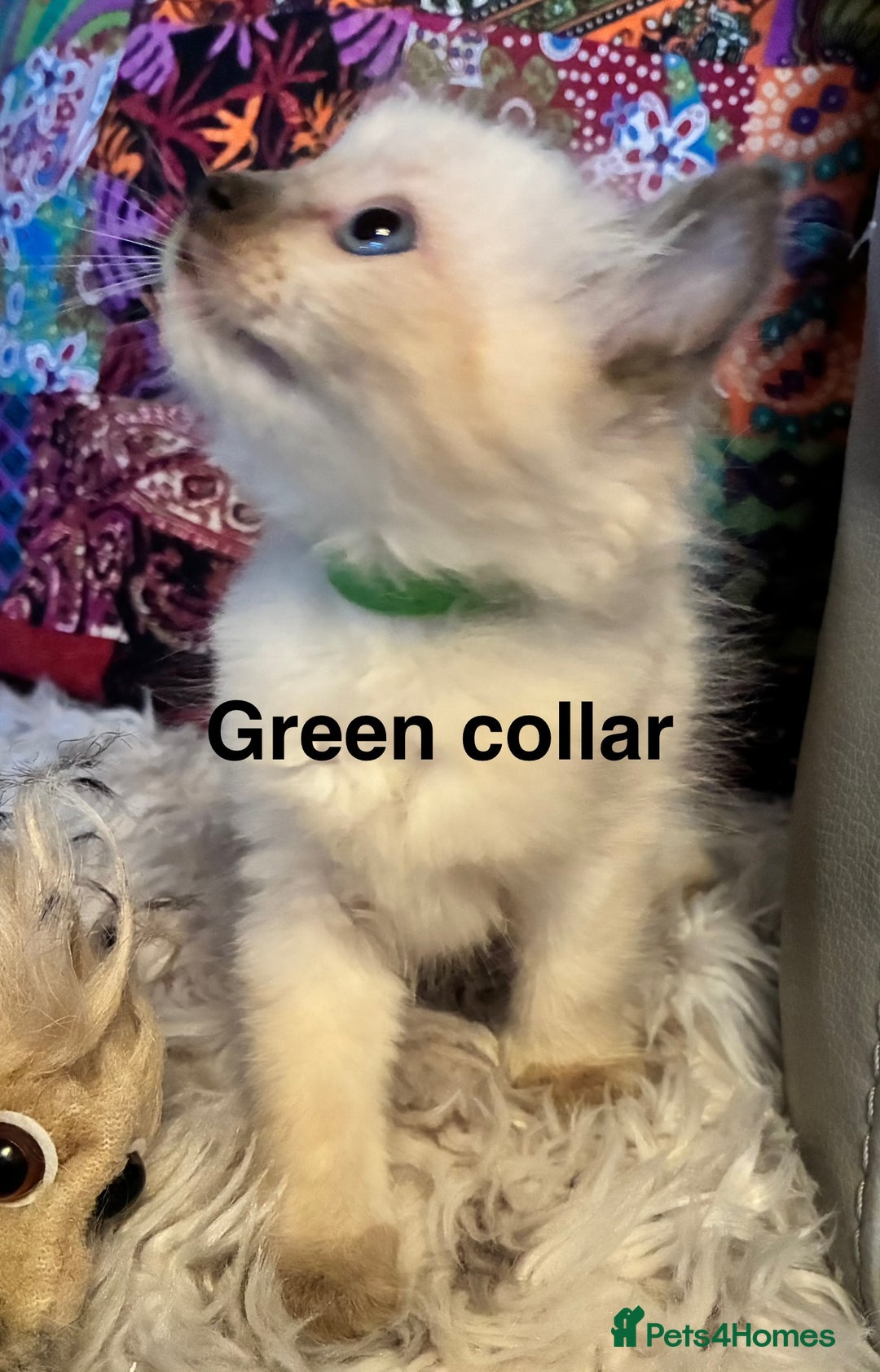 Ragdoll cats for sale: 4 Prebred Ragdolls kittens for sale - Image 5