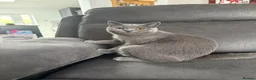 British Shorthair cats for sale: British shorthair kittens Ready Now - Advert 7