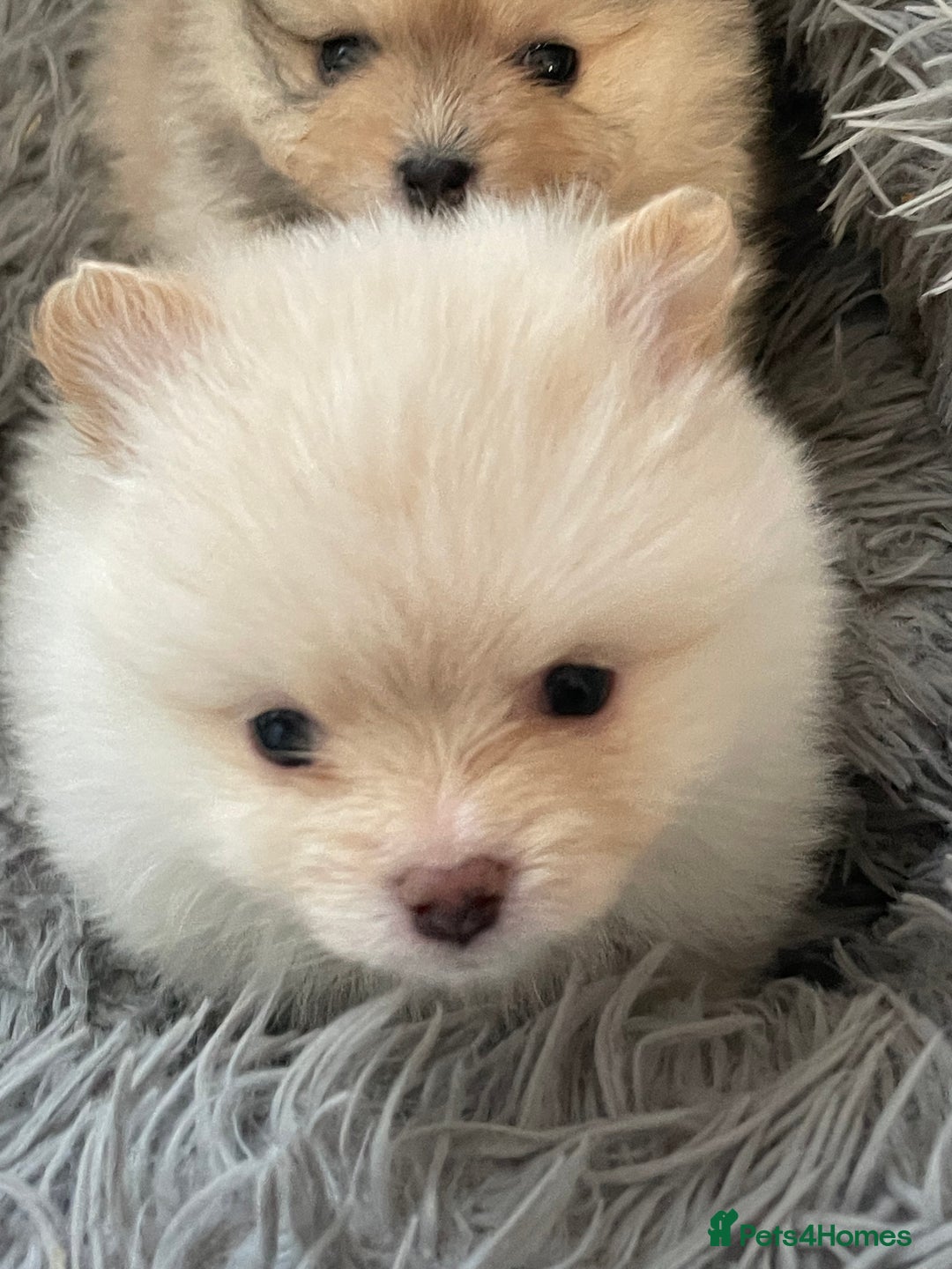 Pomeranian dogs for sale: Beautiful short legged teddy bear Pomeranian pups - Advert 6