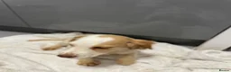 Cocker Spaniel dogs for sale:  Beautiful cocker spaniels  - Advert 16
