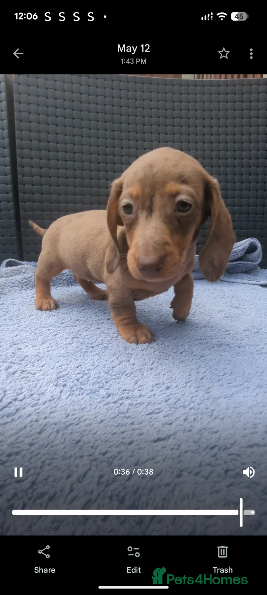 Miniature Dachshund dogs for sale: Mini dachshund  - Advert 2