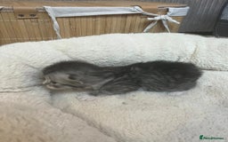 Mixed Breed cats for sale: Ragdolls/Persian Perdolls kittens  - Image 9