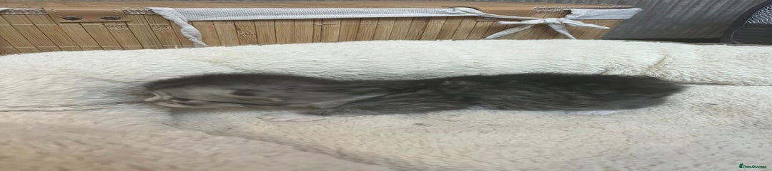 Mixed Breed Kitten 5