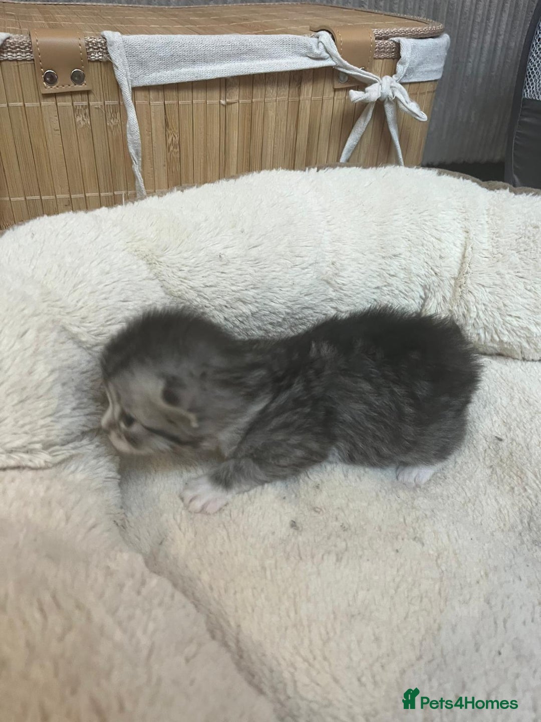 Mixed Breed cats for sale: Ragdolls/Persian Perdolls kittens  - Image 9