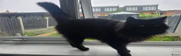 British Longhair cats for sale: 2 brothers looking for a home - Advert 4