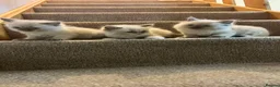 Ragdoll cats for sale: Two girls and one Boy ragdoll kittens ready to go in Swansea - Advert 8
