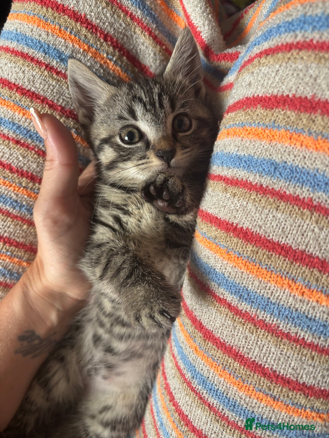 Mixed Breed cats for sale: Beautiful kittens  - Image 7