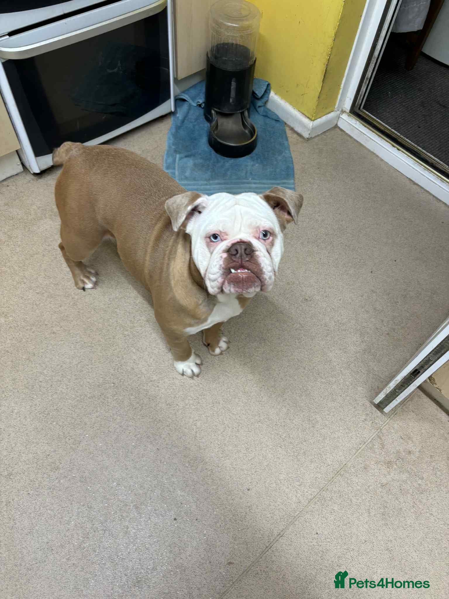 English Bulldog dogs New English bulldog girl - Advert 9