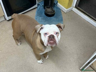 English Bulldog dogs New English bulldog girl - Advert 9