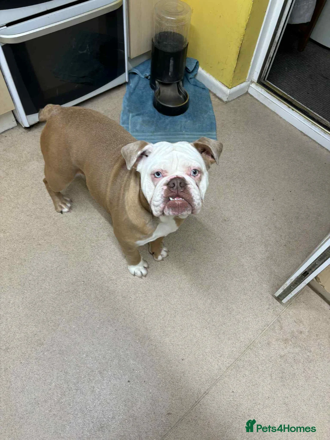 English Bulldog dogs for sale: New English bulldog girl - Advert 1