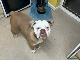 English Bulldog dogs New English bulldog girl - Advert 10