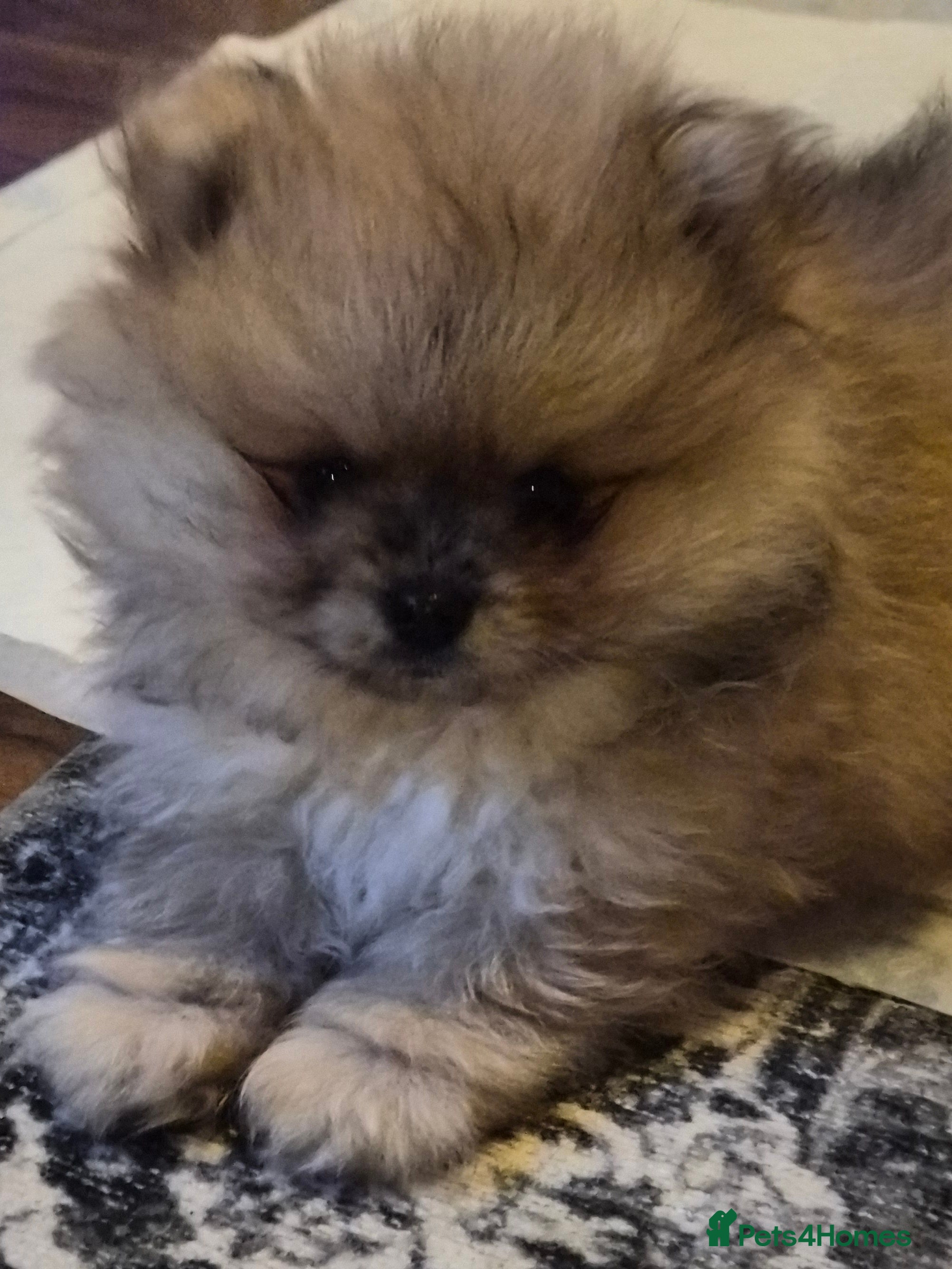 Pomeranian dogs Beautiful tiny pom boy💙💙 - Advert 6