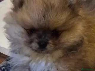 Pomeranian dogs Beautiful tiny pom boy💙💙 - Advert 6