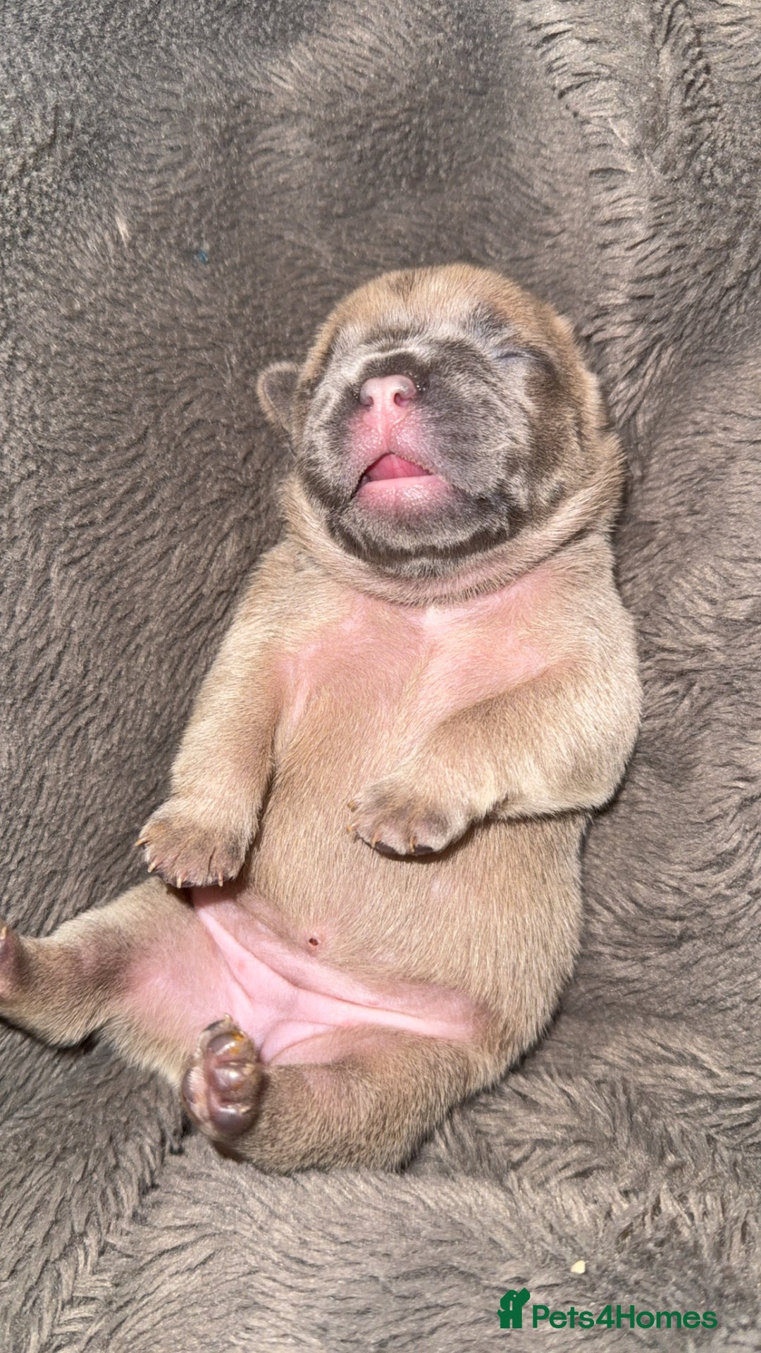 French Bulldog dogs for sale: French Bulldog Pups - Blue & New Shade Isabella 🐾 - Advert 6