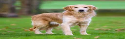 Golden Retriever dogs for sale: Foxy Fox - Advert 3