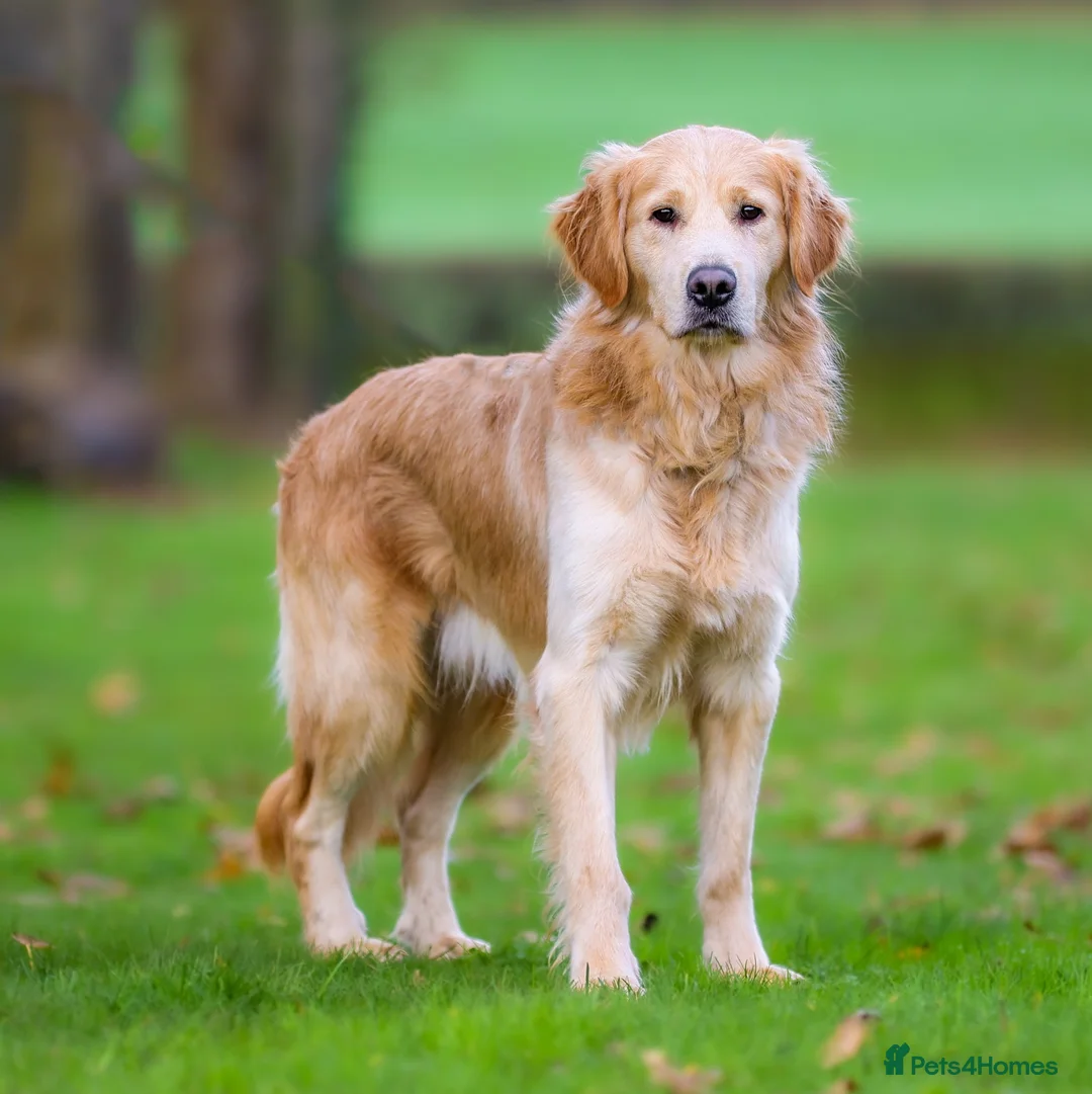 Golden Retriever dogs for sale: Foxy Fox - Advert 3