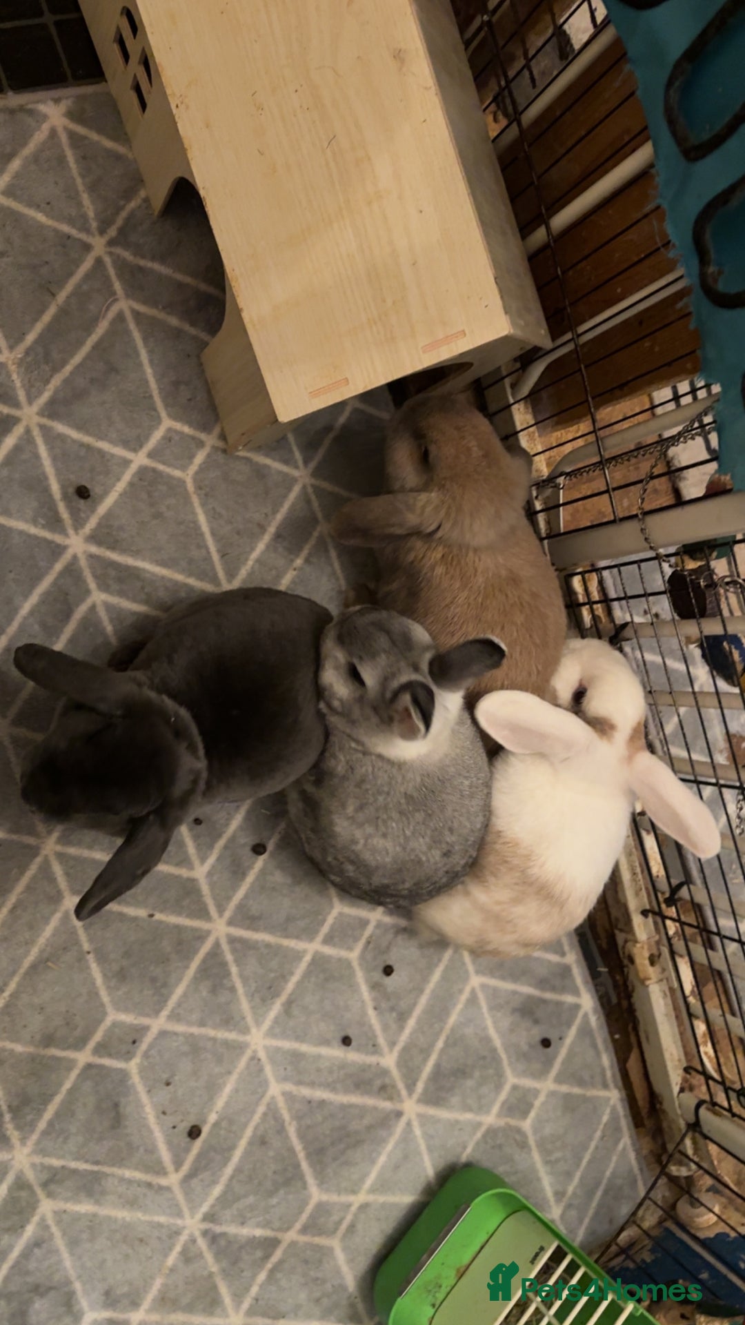 Mixed Breed rabbits for sale: For stunning rabbits looking for a new home  - Advert 1