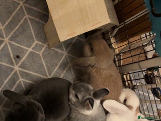 Mixed Breed rabbits For stunning rabbits looking for a new home - Advert 6