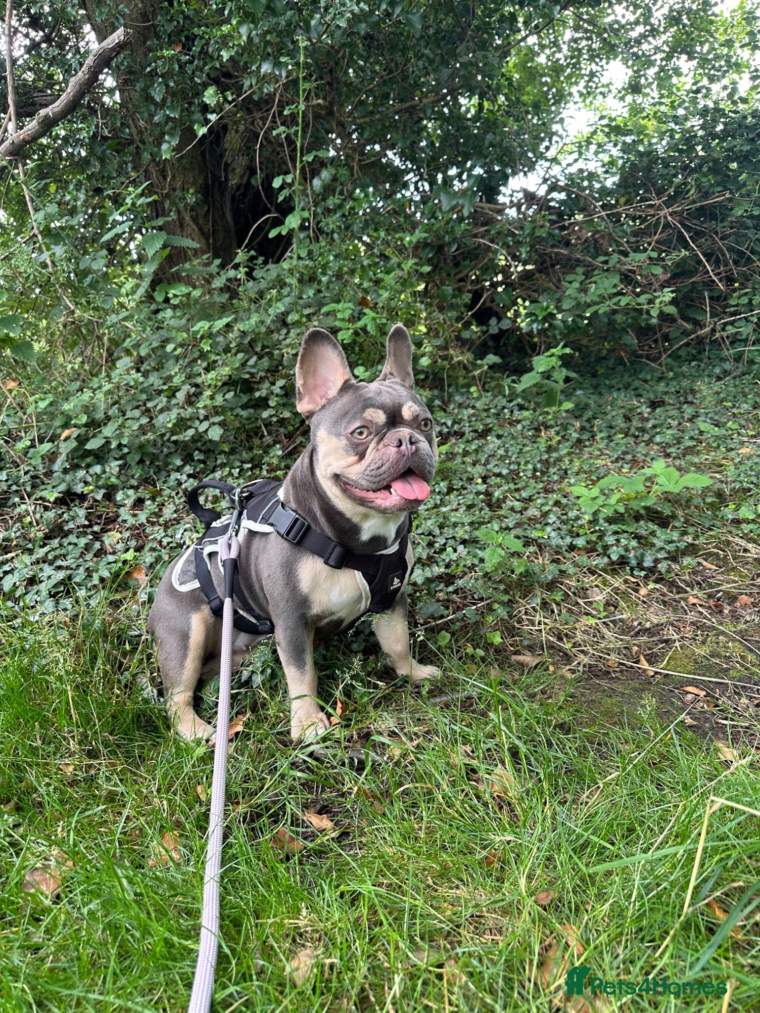 French Bulldog dogs French bulldog  - Advert 1