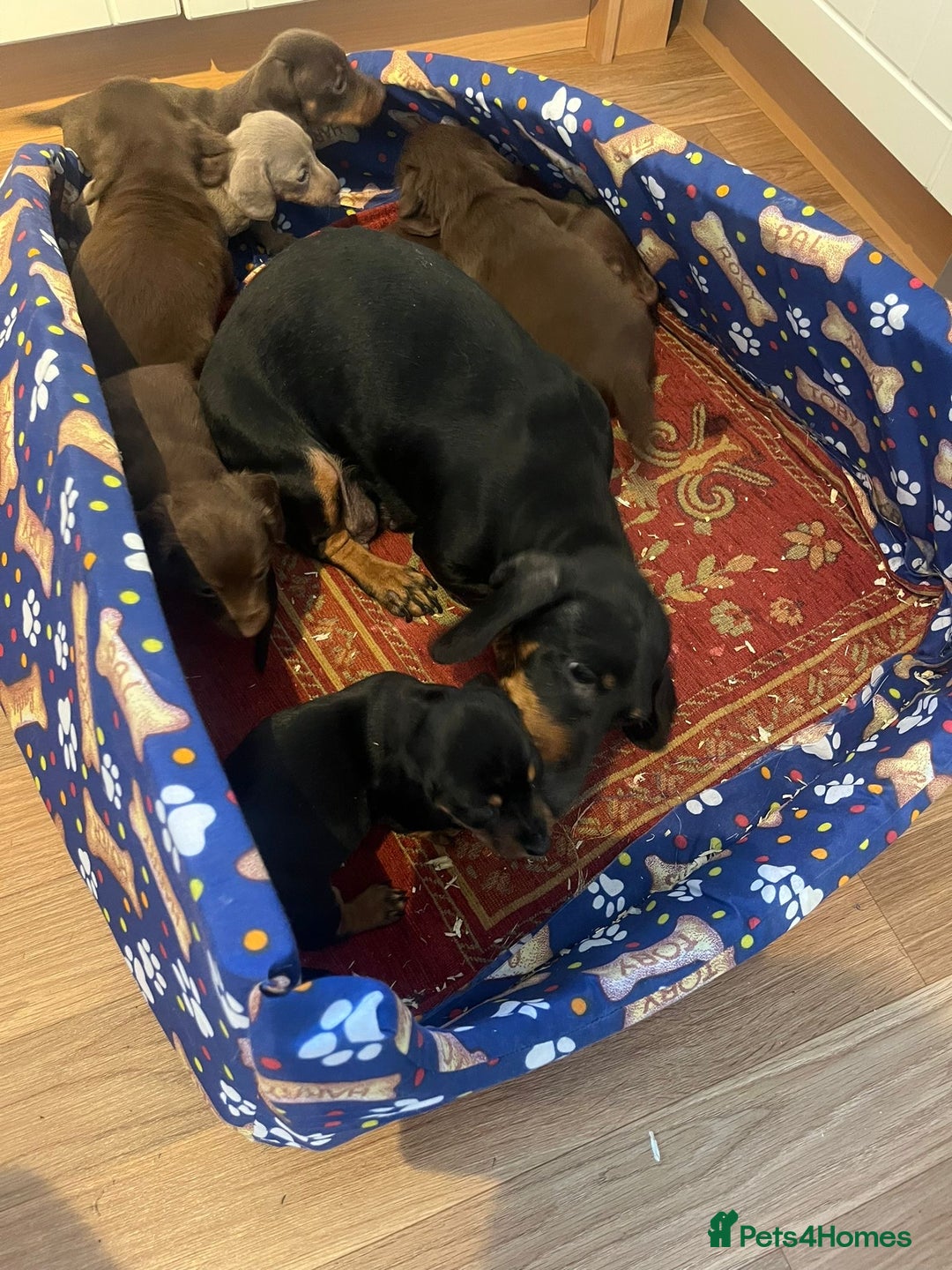 Dachshund dogs for sale: Dachshund - Advert 14