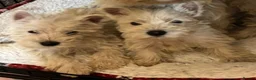 West Highland Terrier dogs for sale: 3 stunning west highland terrier puppies for sale - Advert 3
