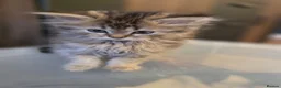 Persian cats for sale: Beautiful dollface persian chinchilla kittens  - Advert 17