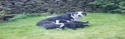 Border Collie dogs for sale: Registered Border Collie Puppies for sale - Advert 3