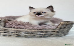 Ragdoll cats for sale: 🐾GCCF Family Reared Ragdoll Kittens🐾 - Image 20