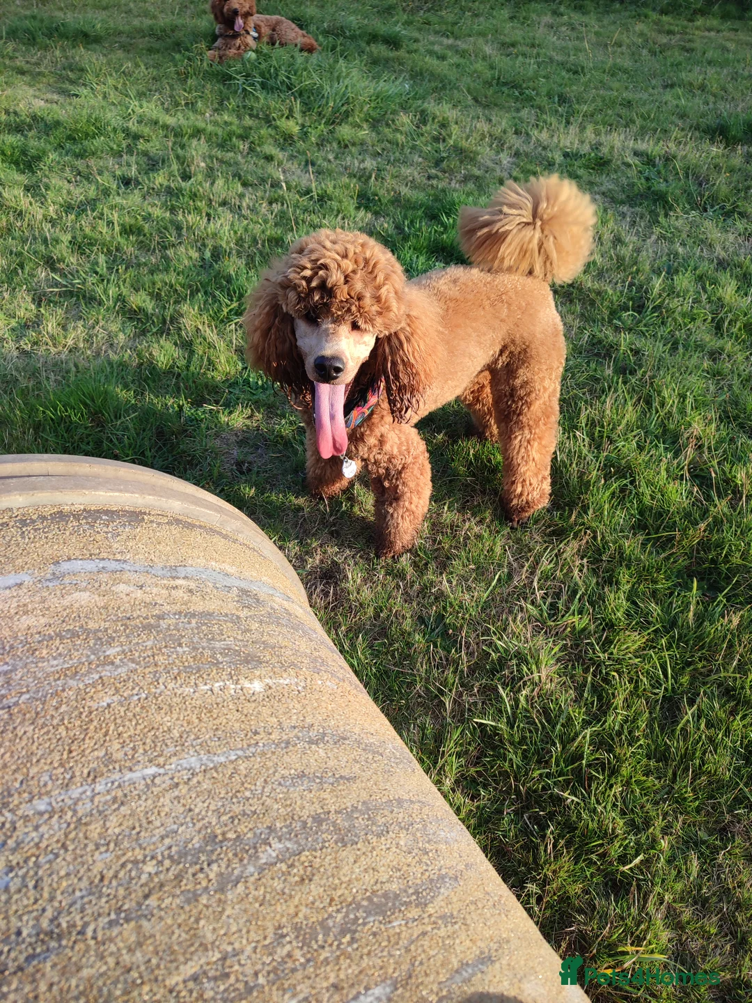 Miniature Poodle dogs for stud: Stunning health tested KC Red Miniature Poodle in Cannock - Advert 5