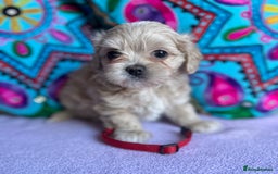 Maltipoo dogs for sale: Stunning Malticavapoo puppies NORTH STAFFORDSHIRE - Image 22