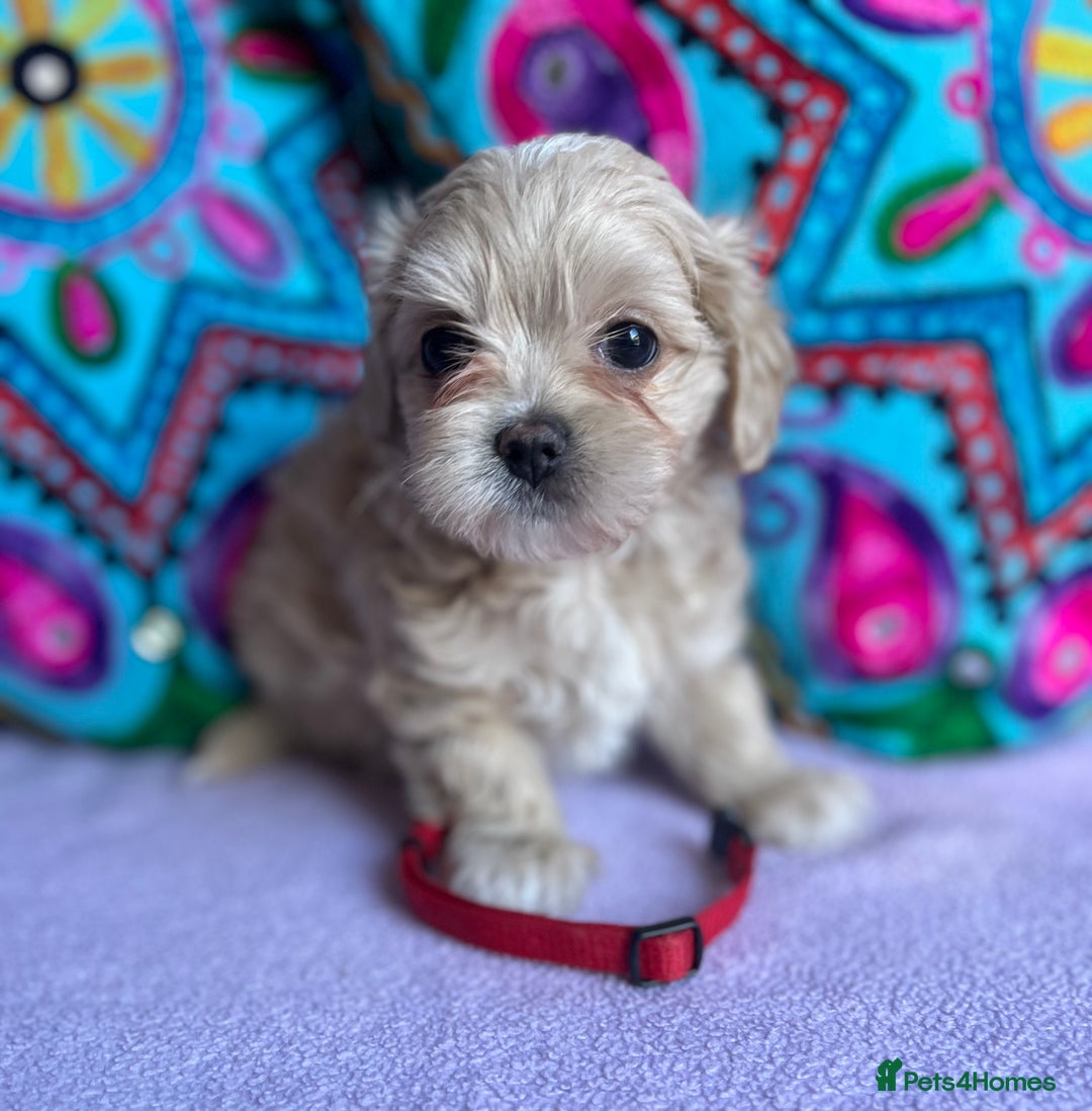 Maltipoo dogs for sale: Stunning Malticavapoo puppies NORTH STAFFORDSHIRE - Image 22